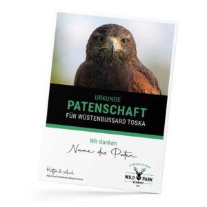 Patenschaft Wüstenbussard